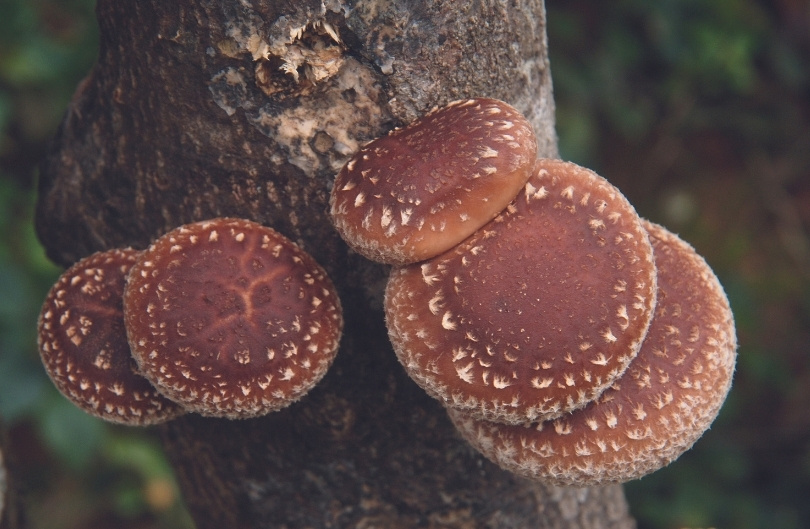 Shiitake (200 entpluggen)