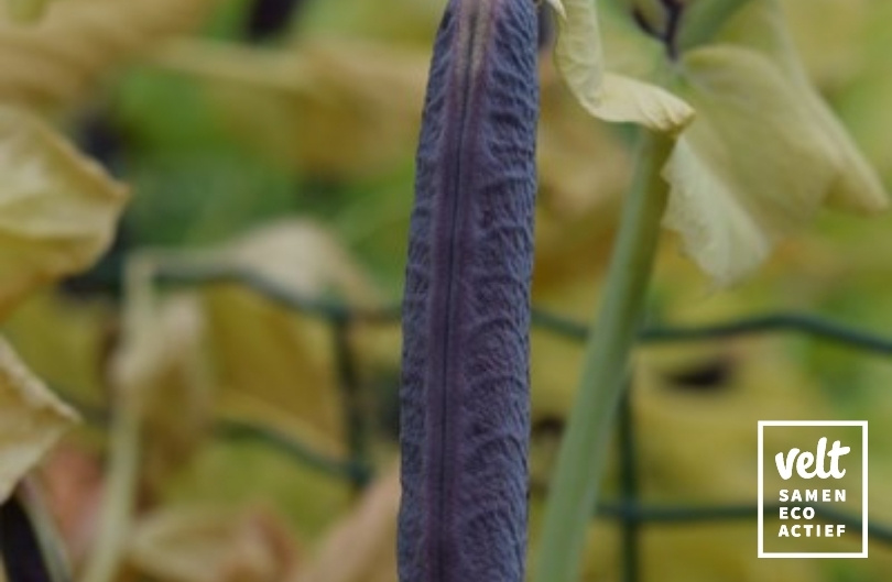 Erwt - Kapucijner - Blauwschokker