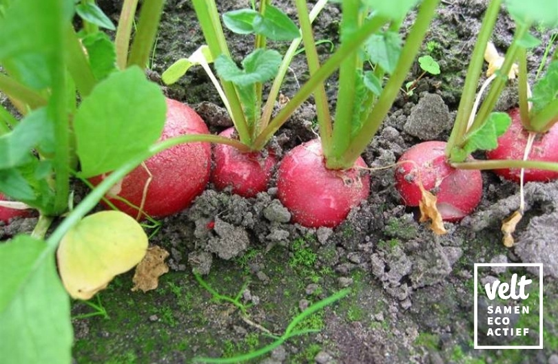 Radijs - Cherry Belle