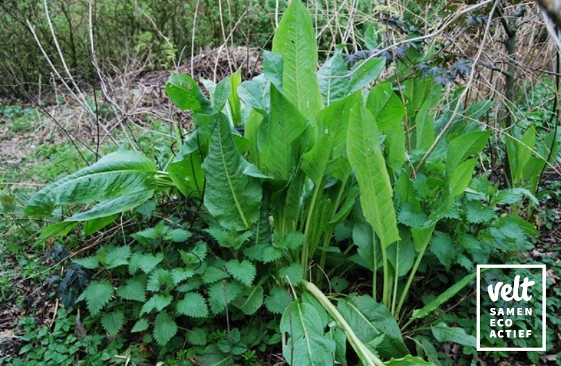 Spinaziezuring - Rumex patientia