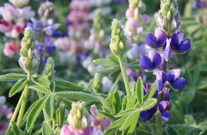 Kleine lupine