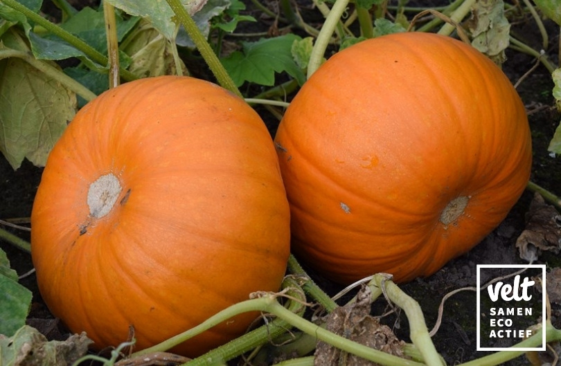 Pompoen - Jack O'Lantern (Cucurbita pepo)