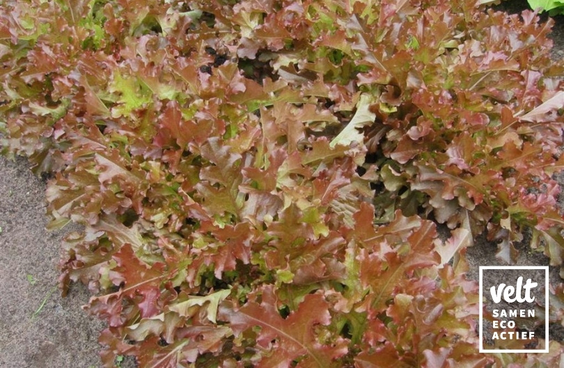 Sla - Eikenblad - Red Salad Bowl