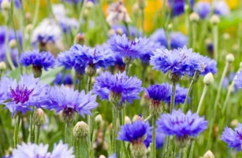 Korenbloem blauw