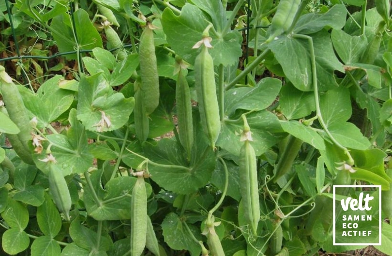 Erwt - Dop - Kelvedon Wonder