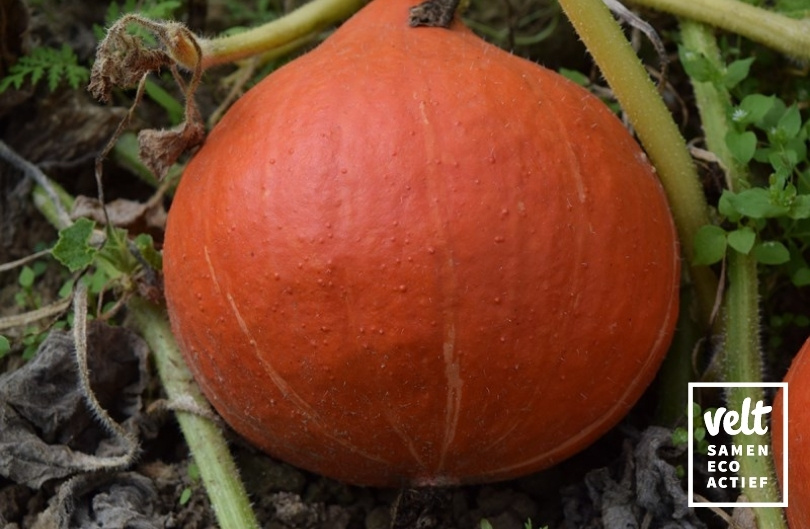 Pompoen - Red Kuri (Cucurbita maxima)