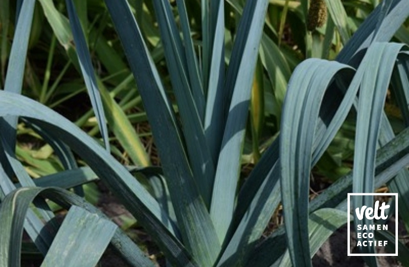 Prei - Mechelse Blauwgroene. Selectie Akelei