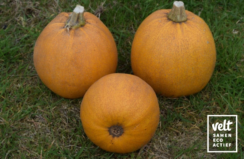 Pompoen - Melonnette Jaspée de Vendée (Cucurbita pepo)