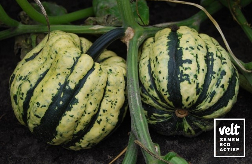Pompoen - Sweet Dumpling (Cucurbita pepo)