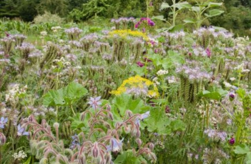 Bloemenrandmengsel – Insectenbuffet 