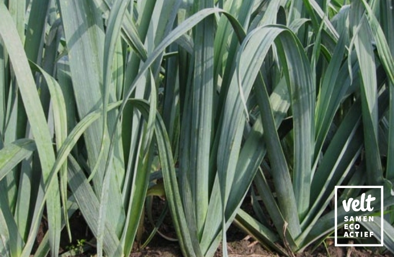 Prei - Herbstriesen 2/Hannibal