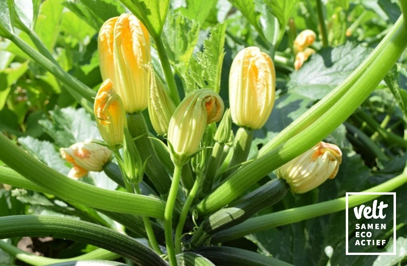 Courgette - Serafina