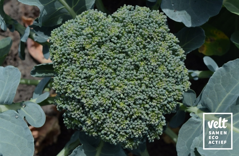 Broccoli - Calinaro