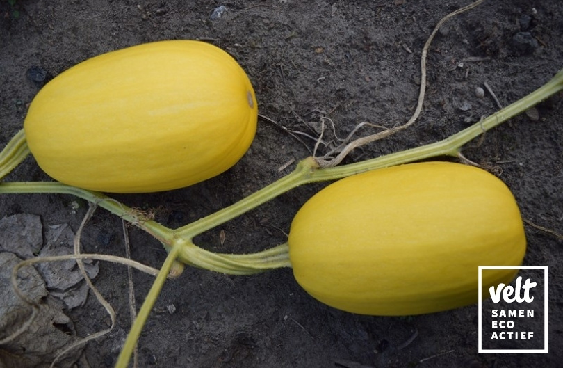 Pompoen - Spaghettipompoen (Cucurbita pepo)