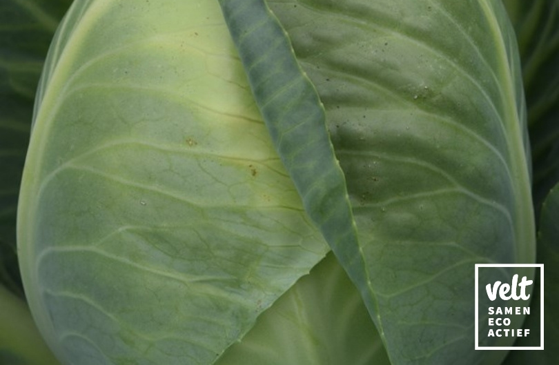 Spitskool - Eersteling