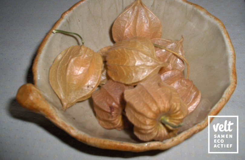 Physalis/Ananaskers - Schönbrunner Gold