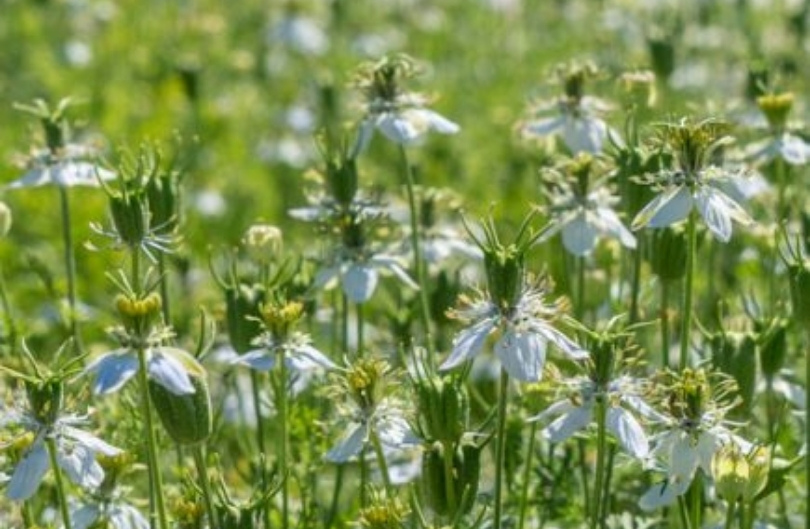 Komijn - Zwarte Komijn. Nigella sativa