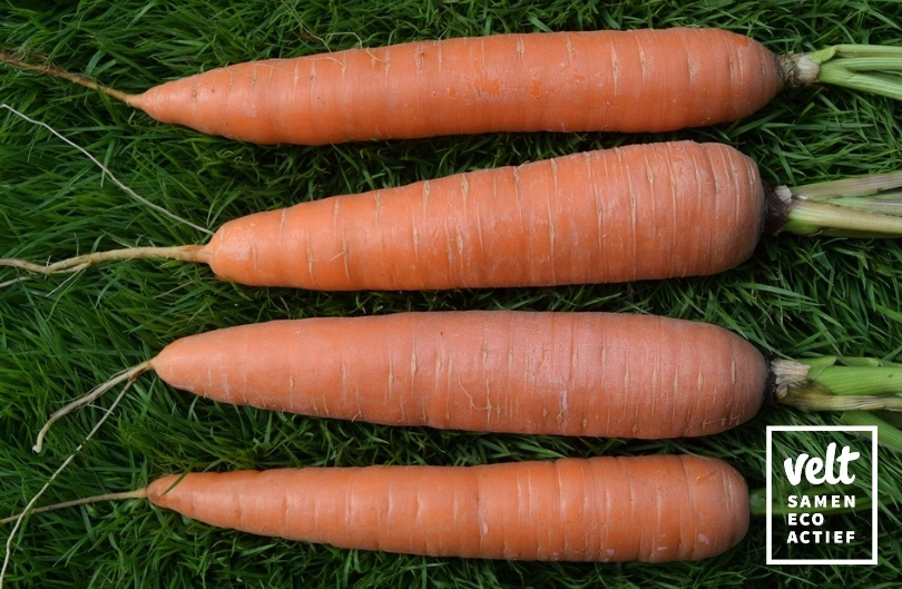 Wortel - Dolciva