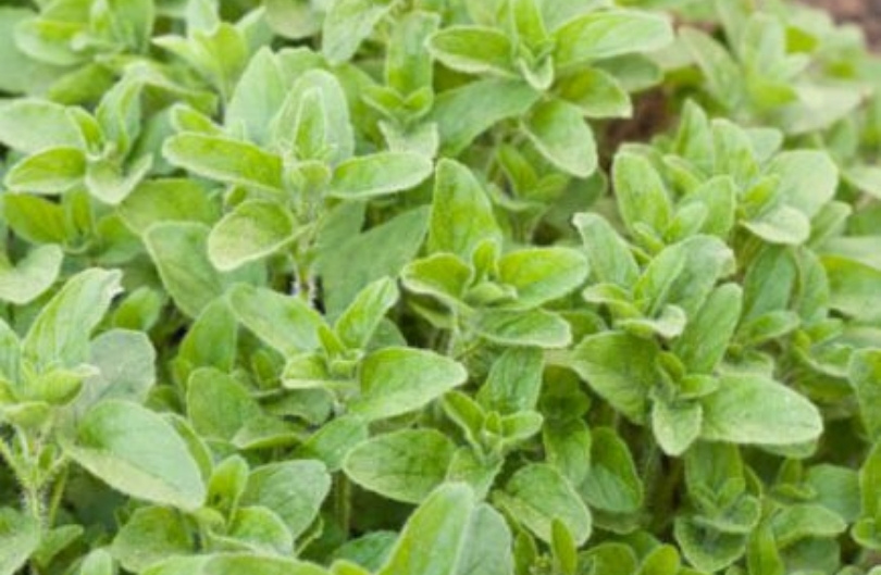 Oregano - Griekse