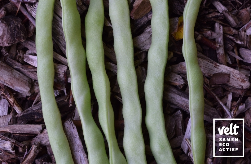 Boon - Staak - Trebona