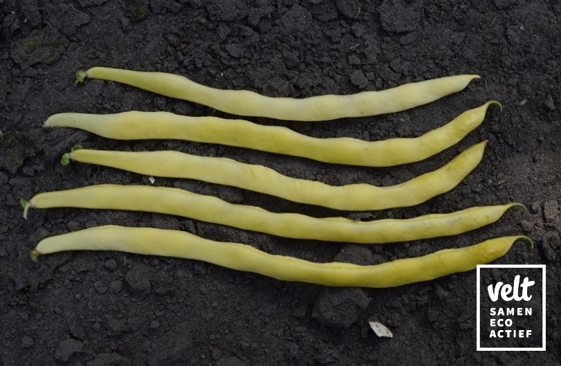 Boon - Stok - Neckargold