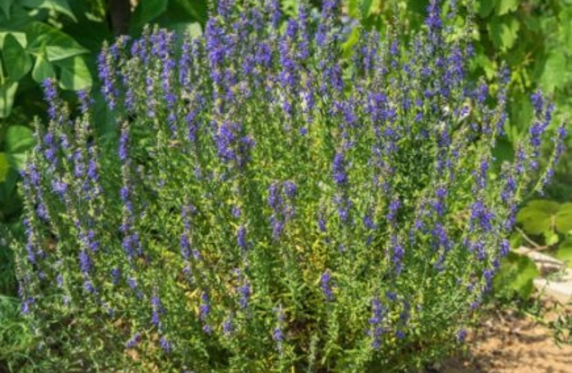 Hyssop