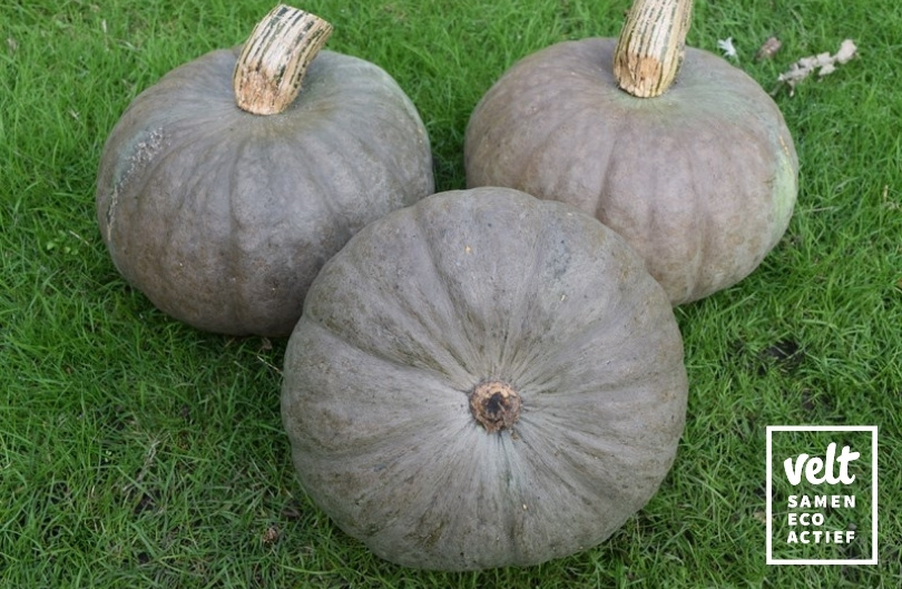 Pompoen - Blue Kuri (Cucurbita maxima)