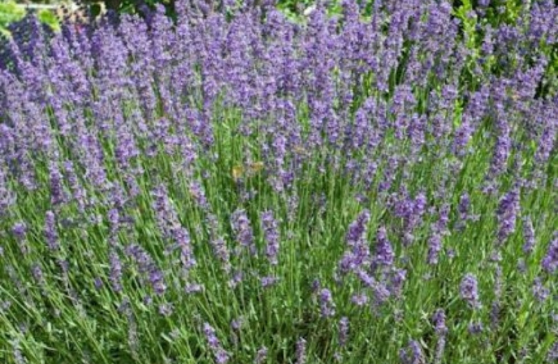 Lavendel