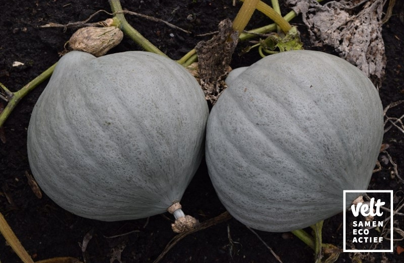 Pompoen - Blue Ballet (Cucurbita maxima)