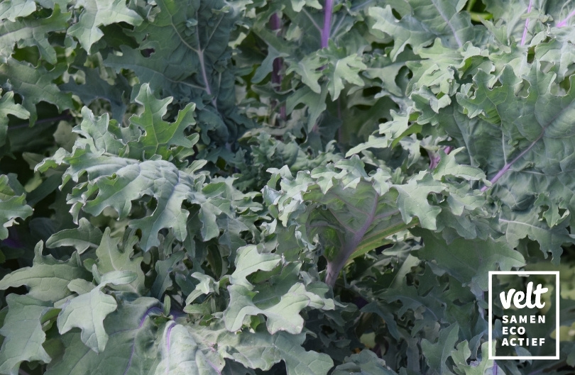 Boerenkool - Red Russian Kale