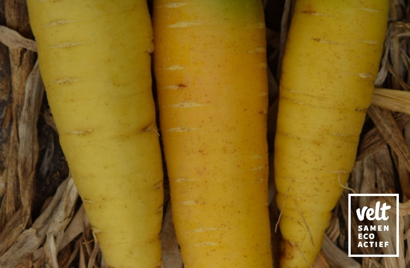 Wortel - Gochsheimer Gelbe