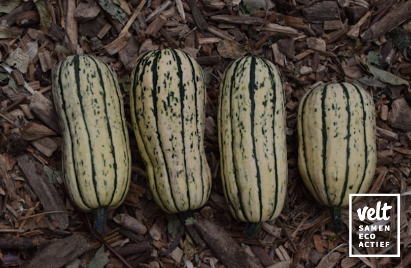 Pompoen - Bush Delicata (Cucurbita pepo)