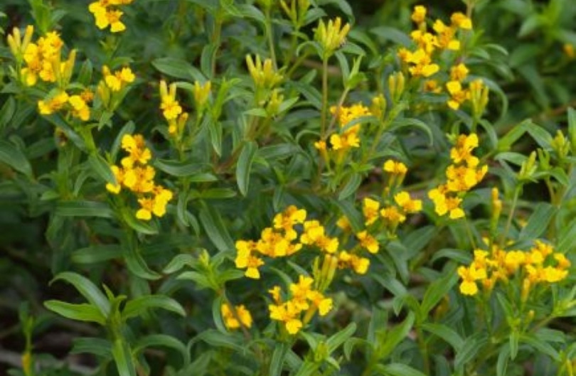 Afrikaantje - Tagetes lucida