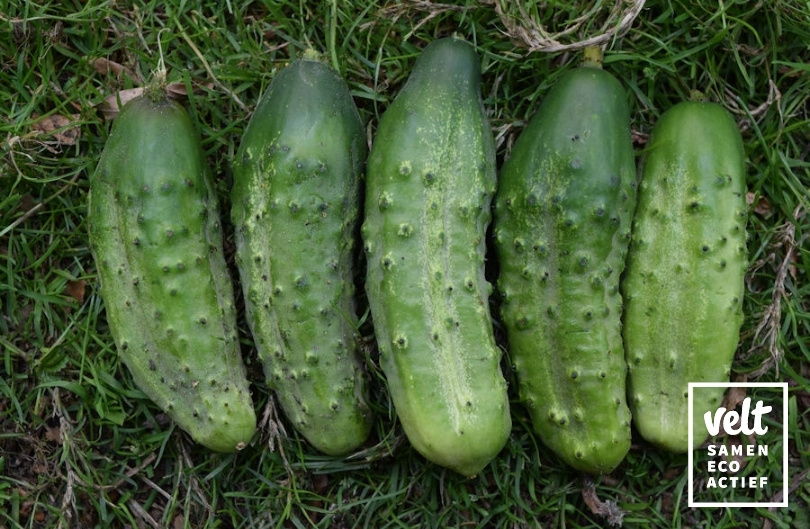 Augurk - Vorgebirgstrauben