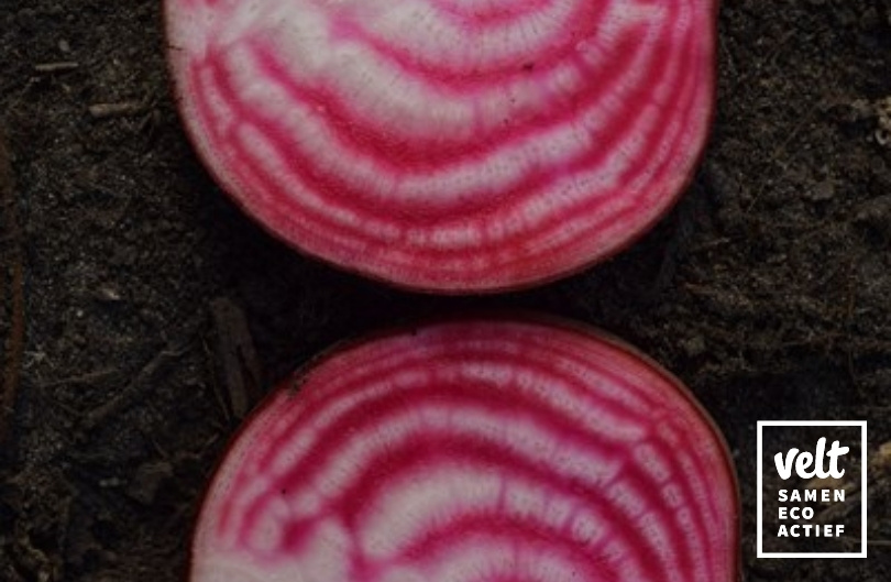 Biet - Tondo di Chioggia