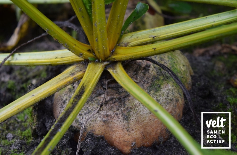 Biet - Vereduna Alba