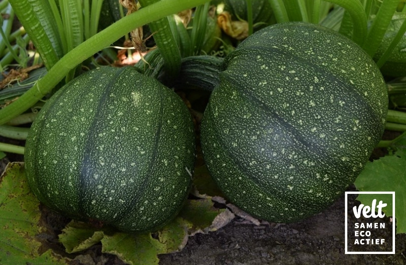 Courgette - Ronde van Nice