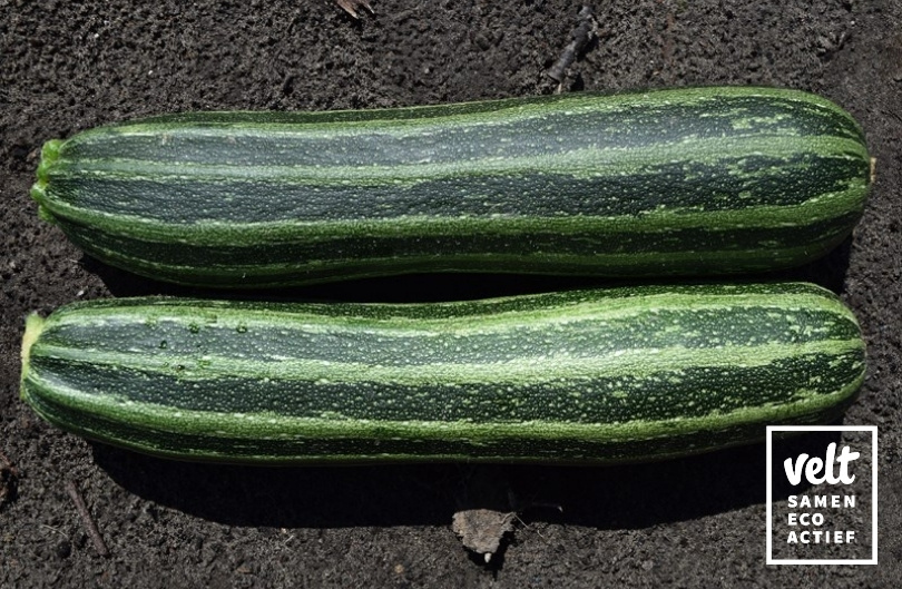 Courgette - Striato d'Italia