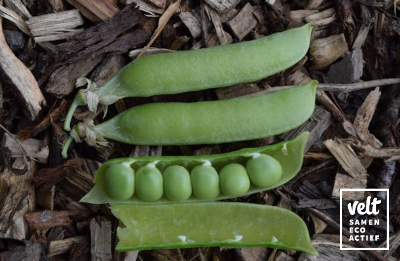Erwt - Dop - Kleine Rheinländerin