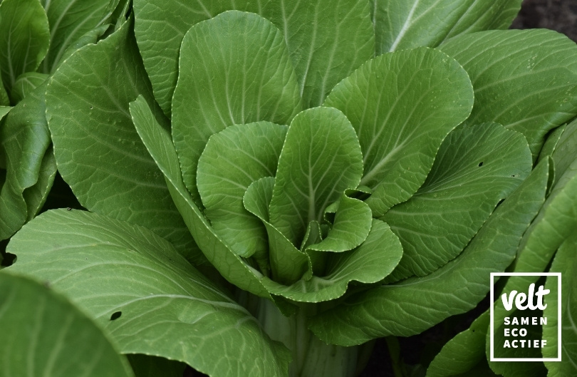 Chinese kool en paksoi - Pak Choi Yorokobi