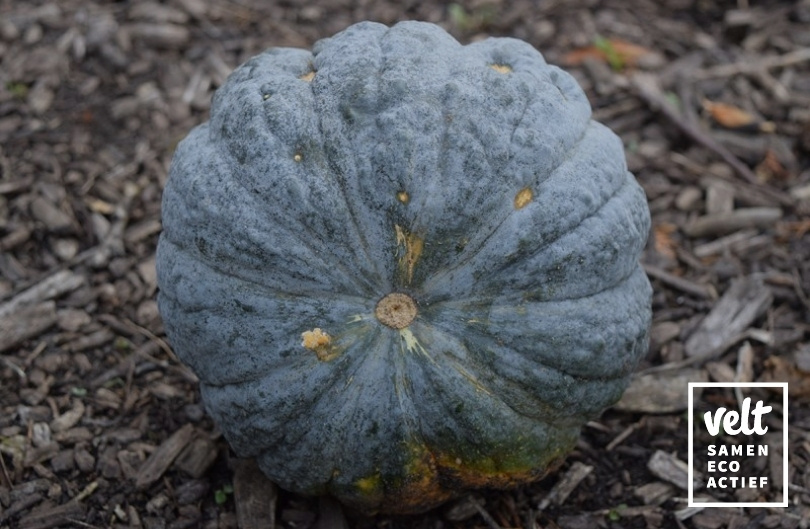 Pompoen - Futsu Black (Cucurbita moschata)