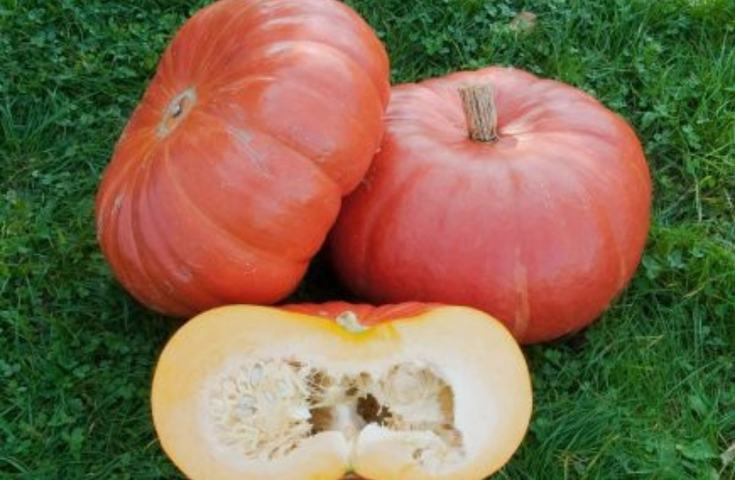 Pompoen - Rode van Etampes (Cucurbita maxima)