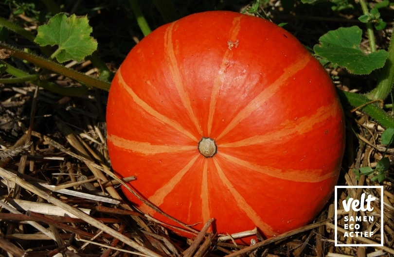 Pompoen - Uchiki-Kuri (Cucurbita maxima)