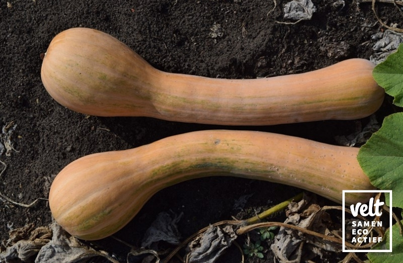 Pompoen - Longue de Nice (Cucurbita moschata)