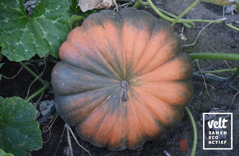 Pompoen - Muscat de Provence (Cucurbita moschata)