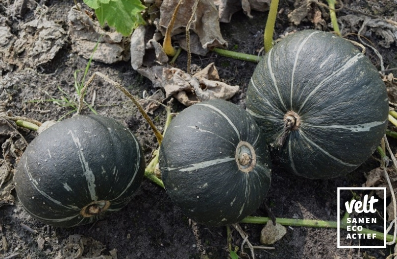 Pompoen - Groene Hokkaido (Cucurbita maxima)