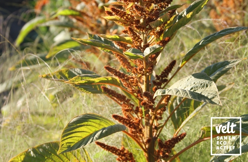 Amarant - Hot Biscuit