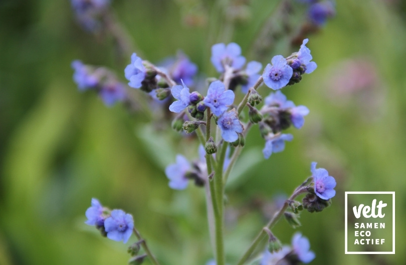 Chinees vergeet-me-nietje-blauw