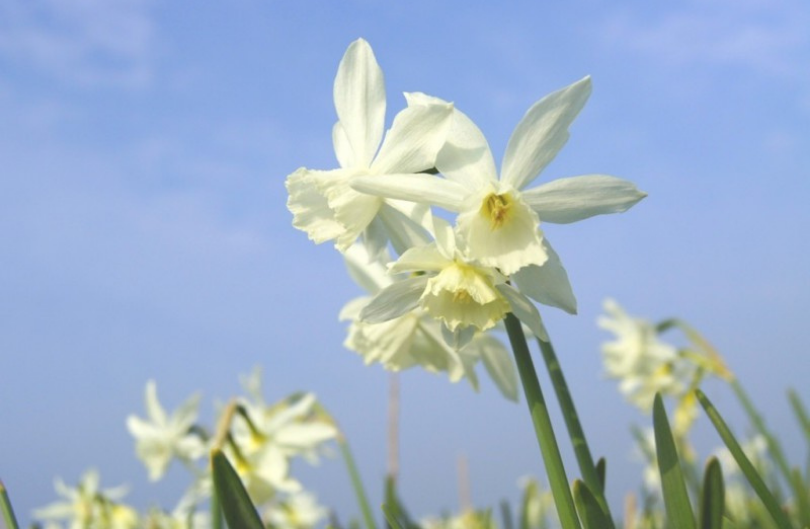 Narcis 'Thalia'