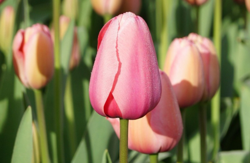 Tulp 'Pink Impression' 